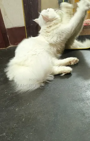 3-6 Months Male Purebred Persian