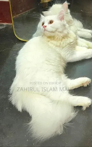 3-6 Months Male Purebred Persian