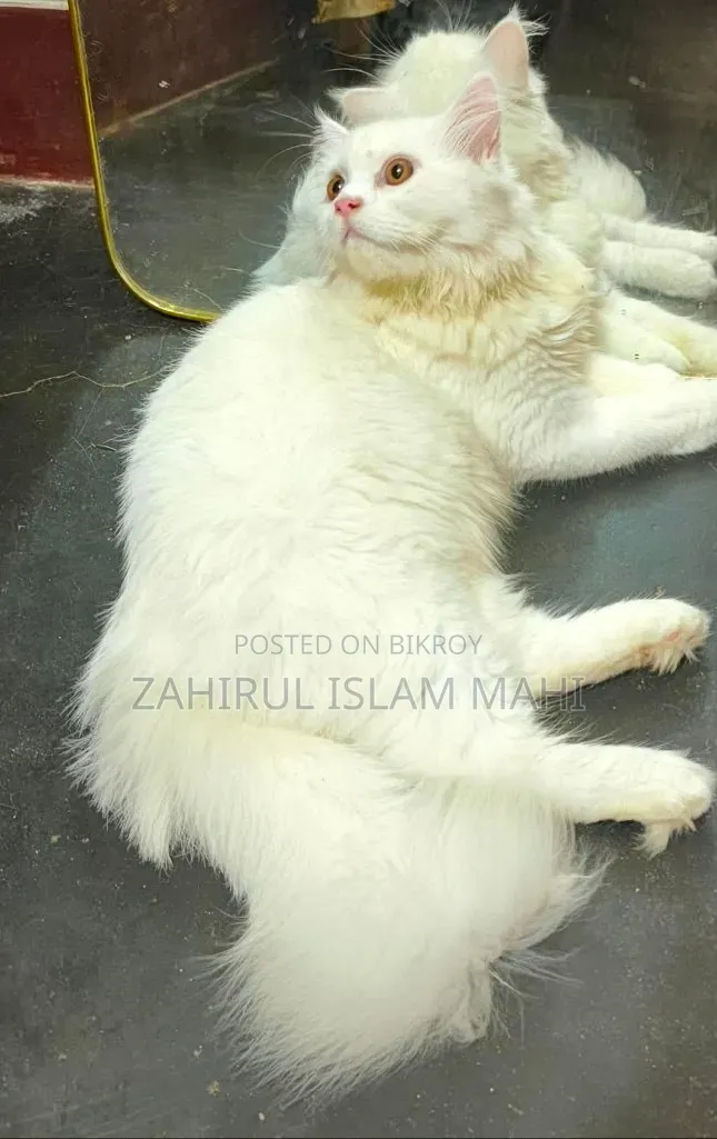 3-6 Months Male Purebred Persian