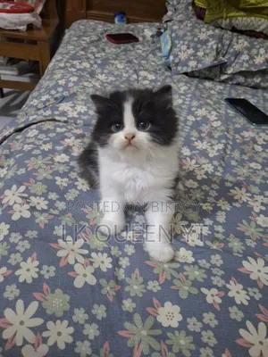 3-6 months Male Purebred Persian