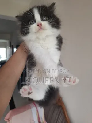 3-6 Months Male Purebred Persian