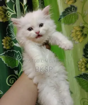 1-3 months Female Purebred Persian