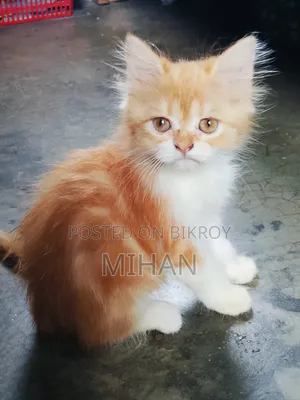 1-3 months Female Purebred Persian
