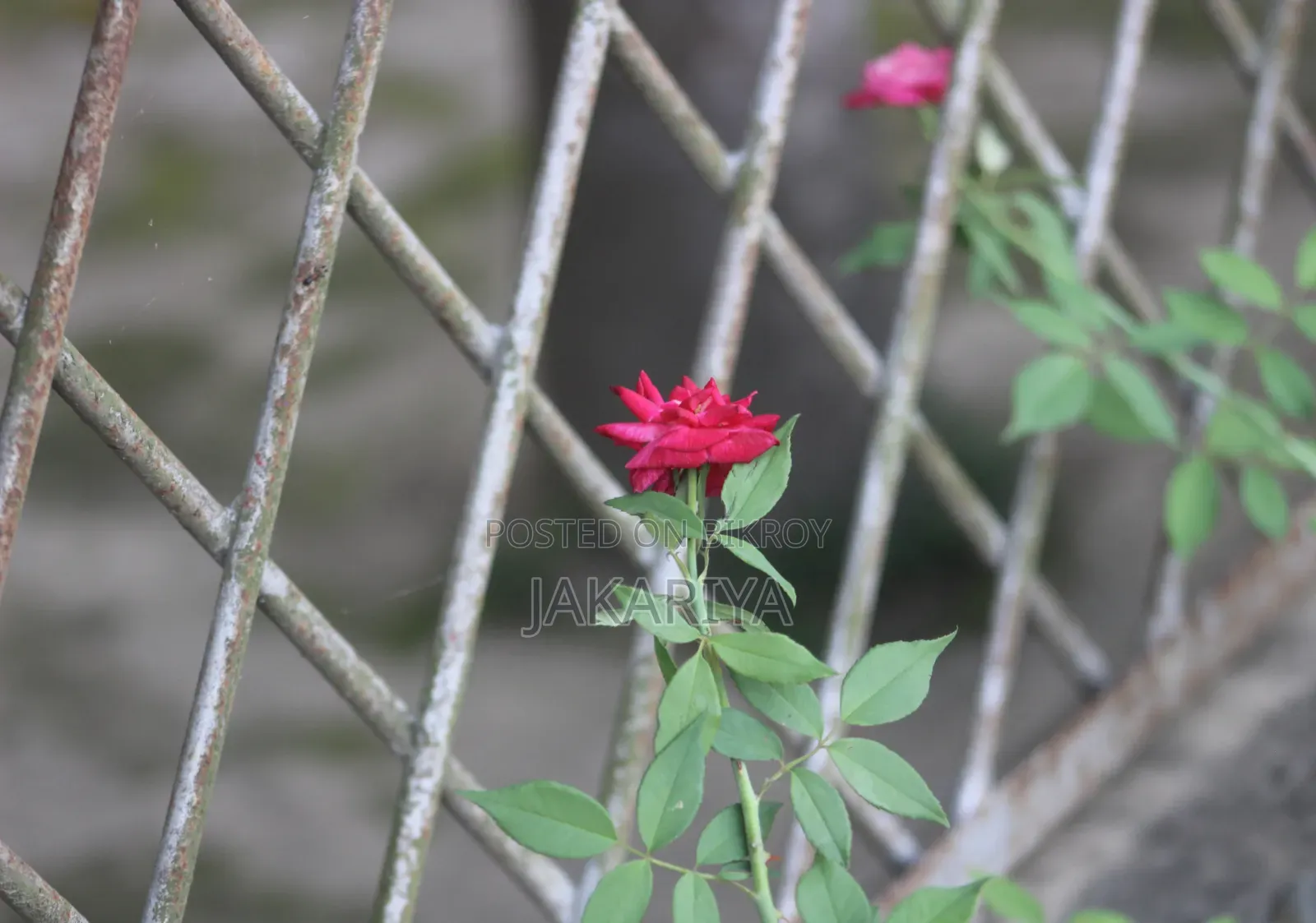 Canon 1300D