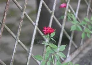 Canon 1300D