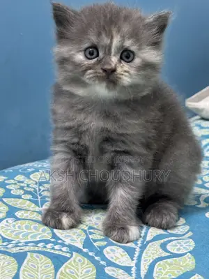 1-3 Months Female Purebred Persian