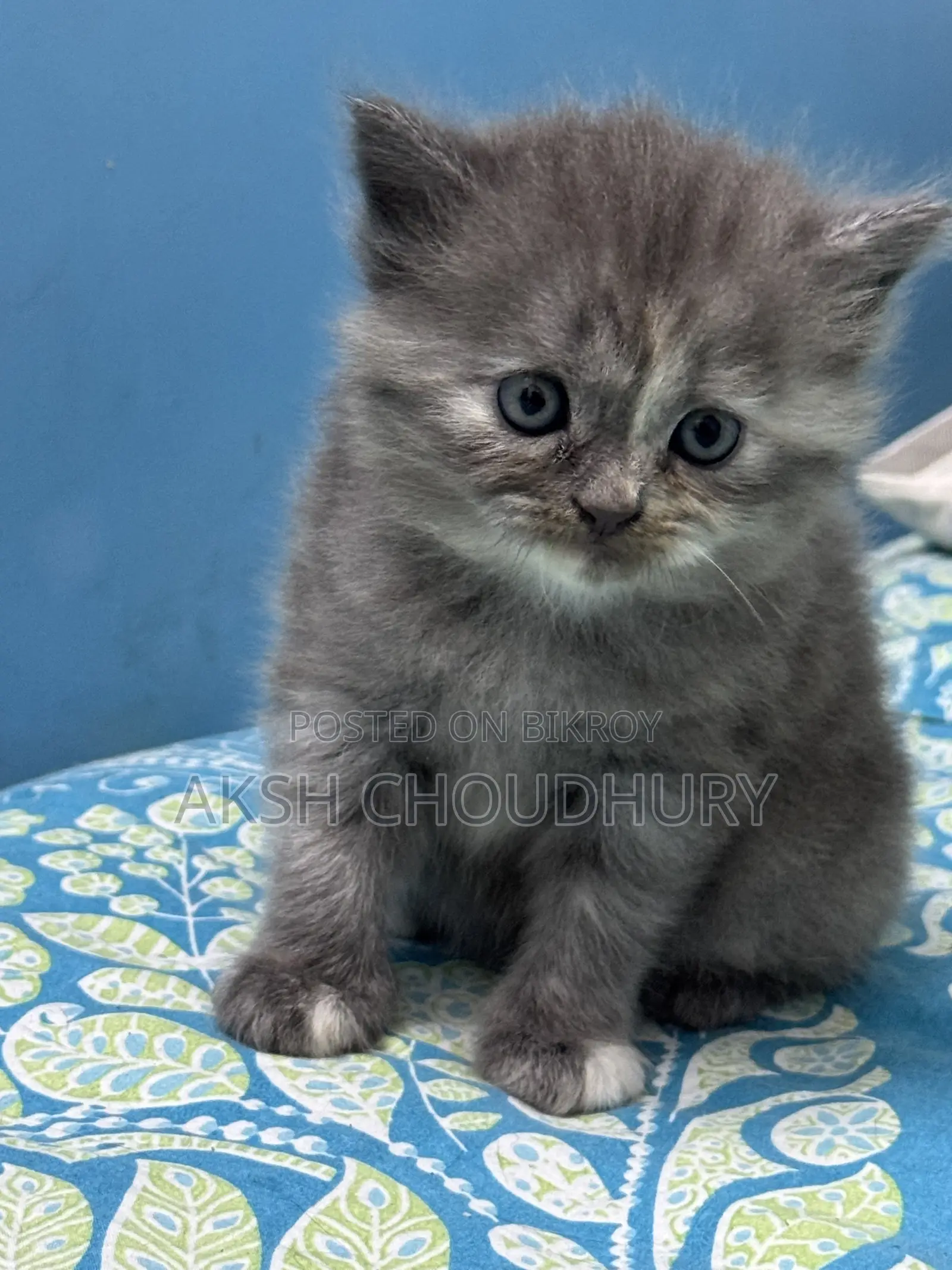 1-3 Months Female Purebred Persian
