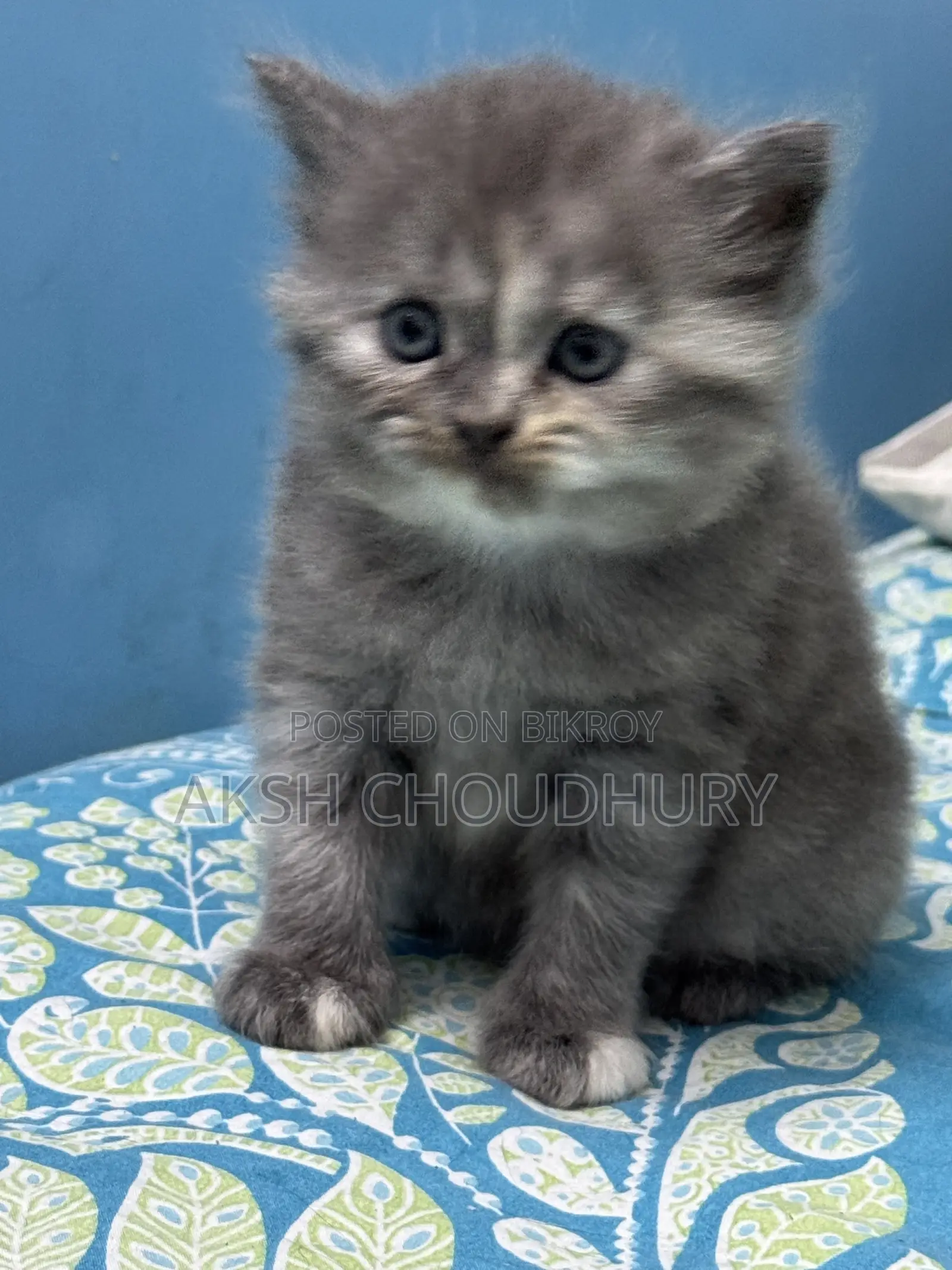 1-3 Months Female Purebred Persian