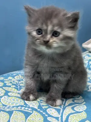 1-3 months Female Purebred Persian