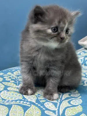 1-3 Months Female Purebred Persian