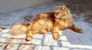 6-12 months Female Purebred Persian Cat