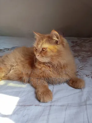 ৬-১২ মাসের ফিমেল পিওরব্রেড পার্সিয়ান