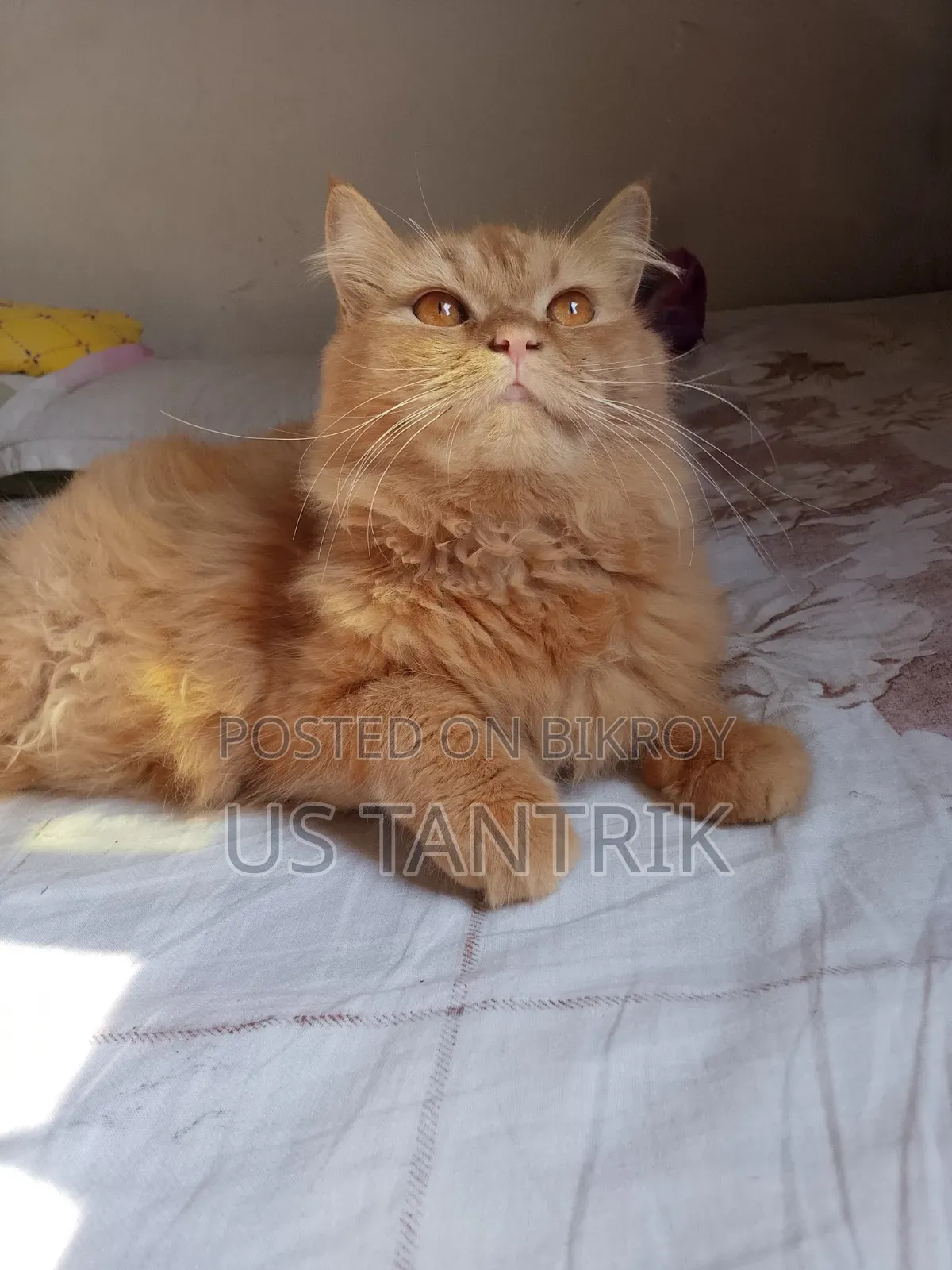 ৬-১২ মাসের ফিমেল পিওরব্রেড পার্সিয়ান