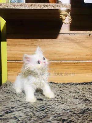 1-3 months Female Purebred Persian