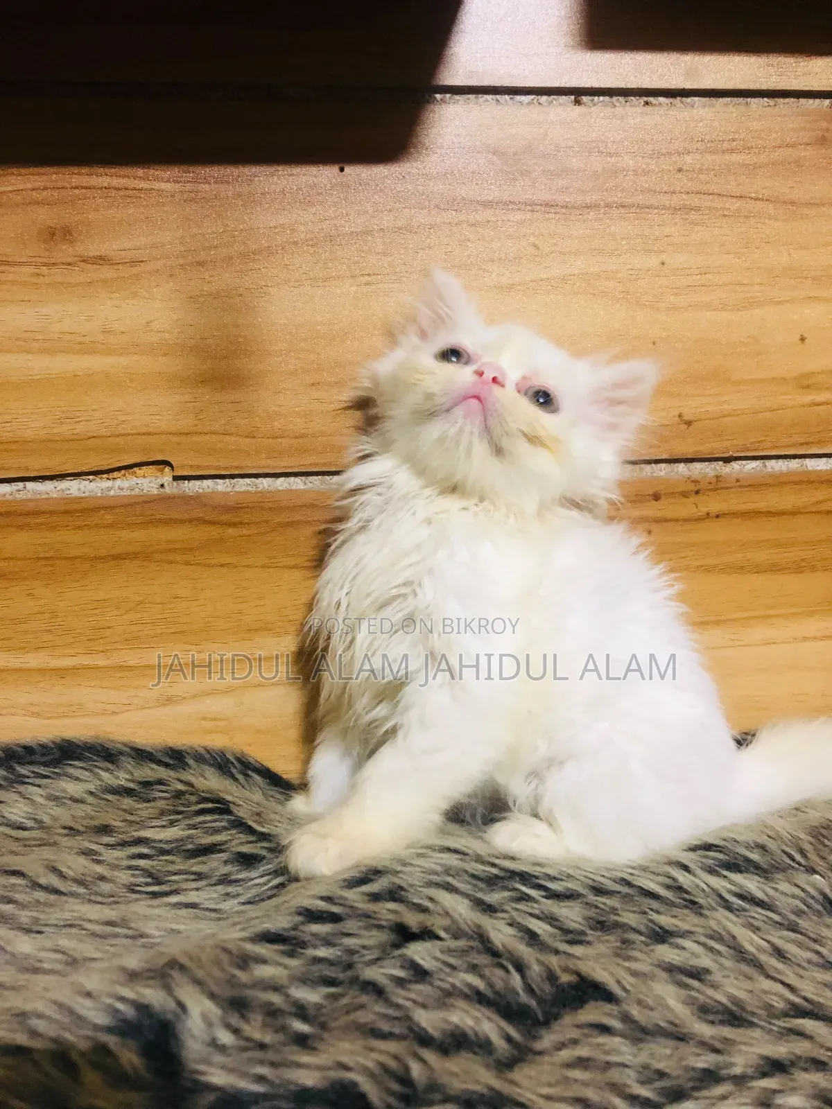 1-3 Months Female Purebred Persian