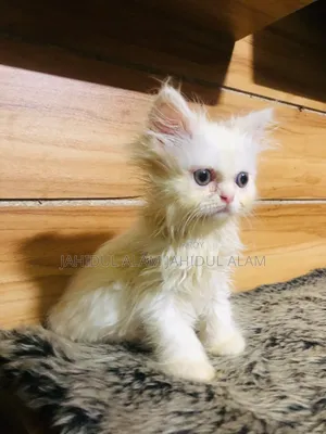 1-3 Months Female Purebred Persian