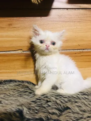 1-3 Months Female Purebred Persian