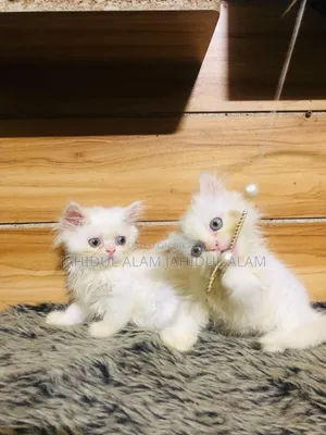 1-3 Months Female Purebred Persian