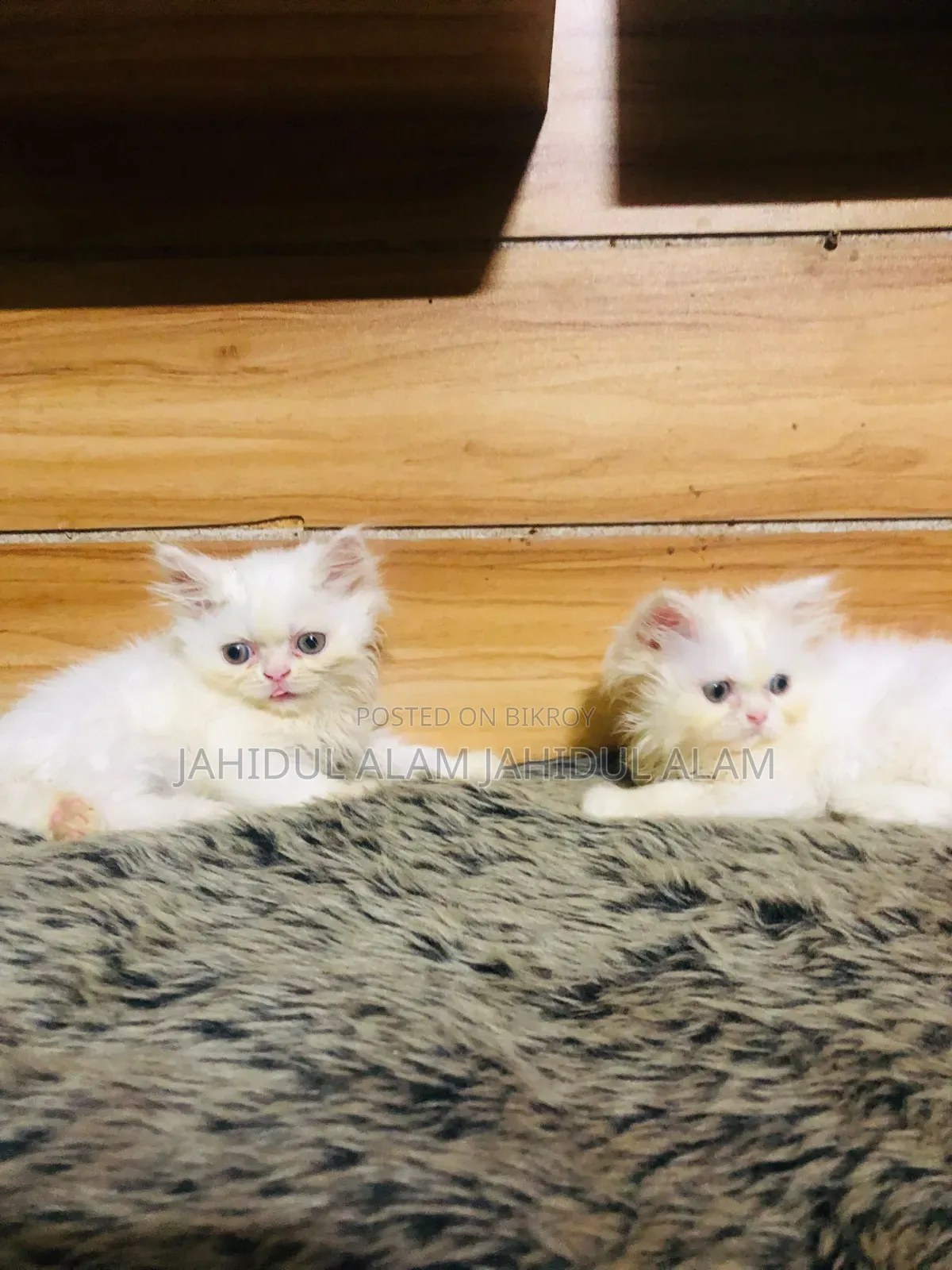 1-3 Months Female Purebred Persian