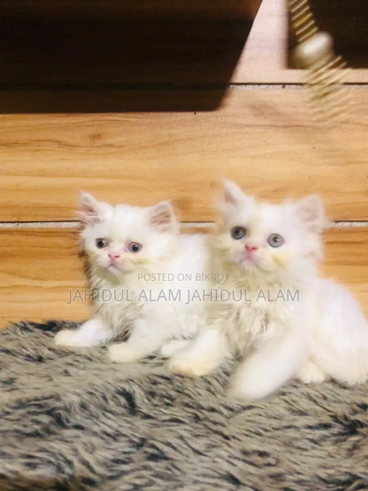 1-3 Months Female Purebred Persian