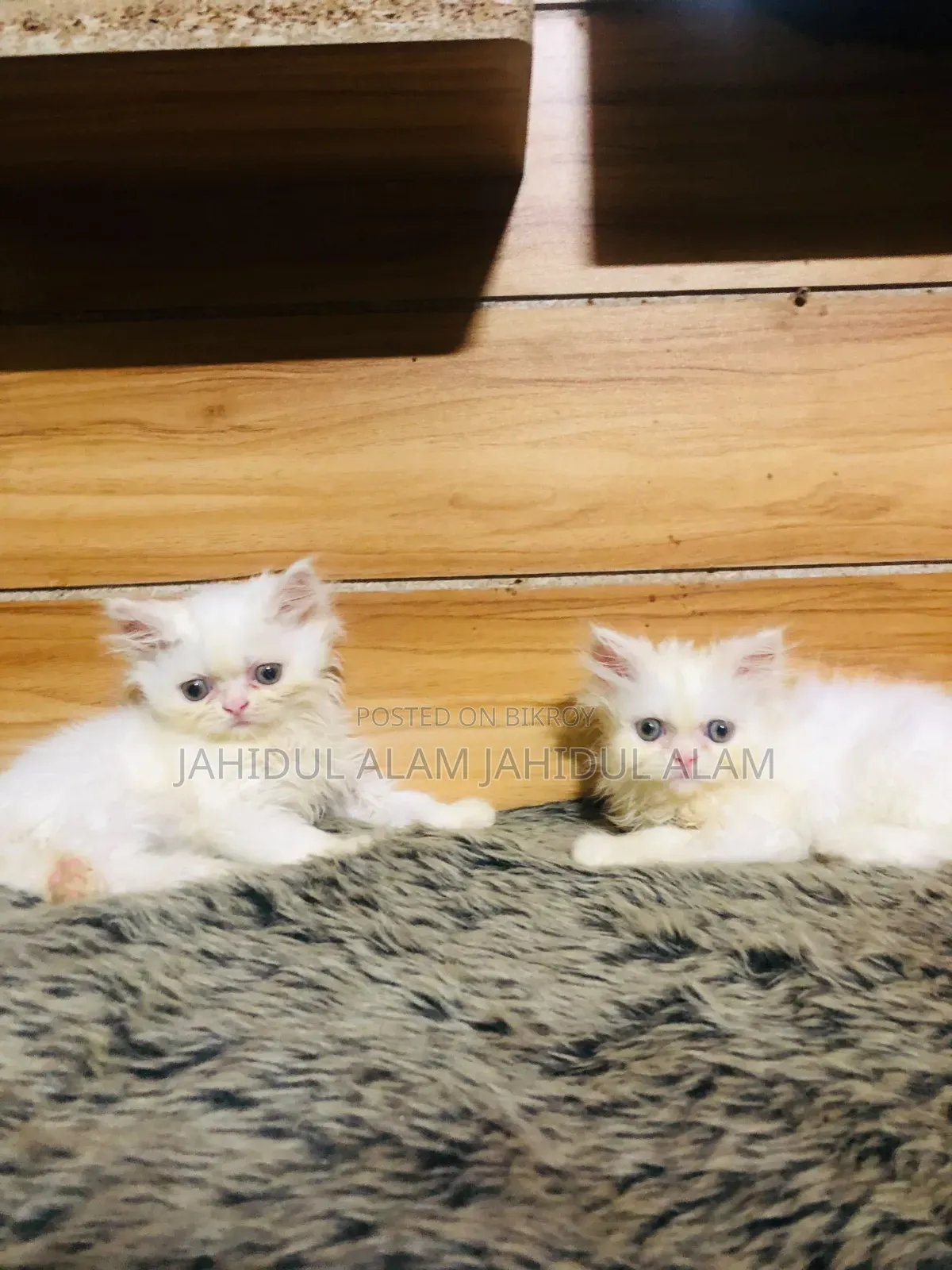 1-3 Months Female Purebred Persian