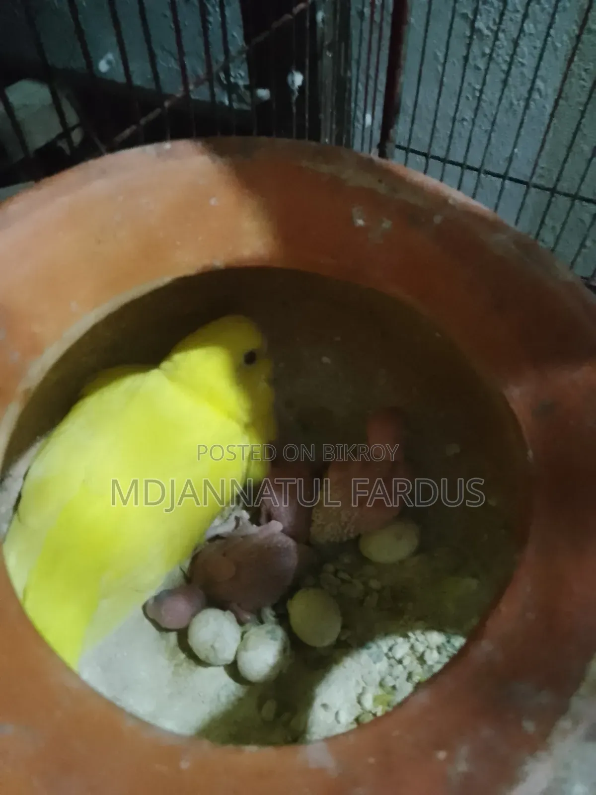 Lutino Budgies