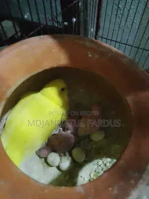 লোটিনো বাজরিকার।।।