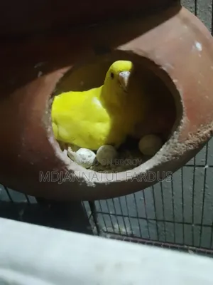 Lutino Budgies