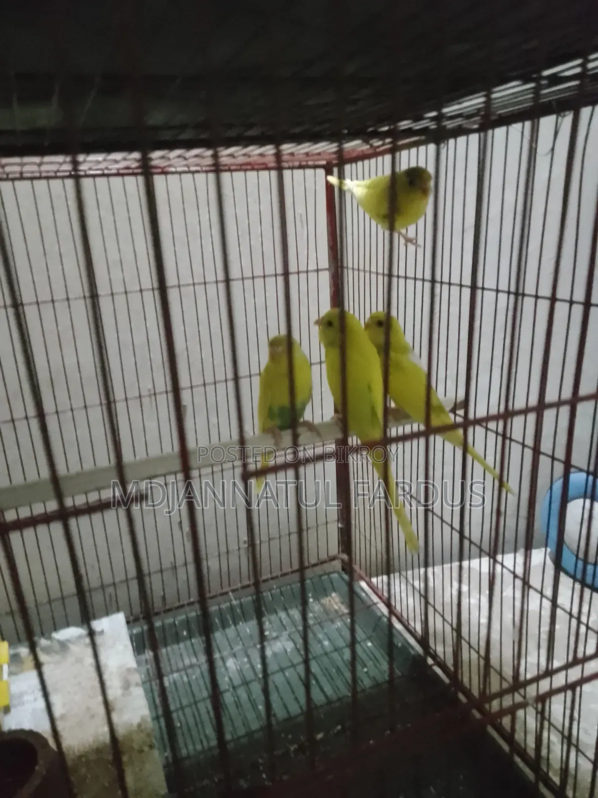 Lutino Budgies