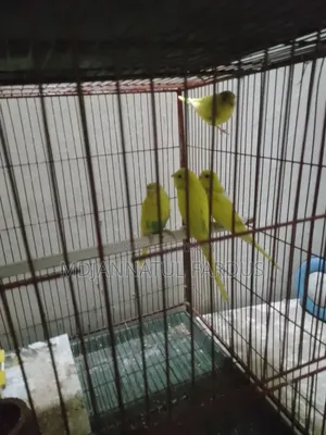 Lutino Budgies