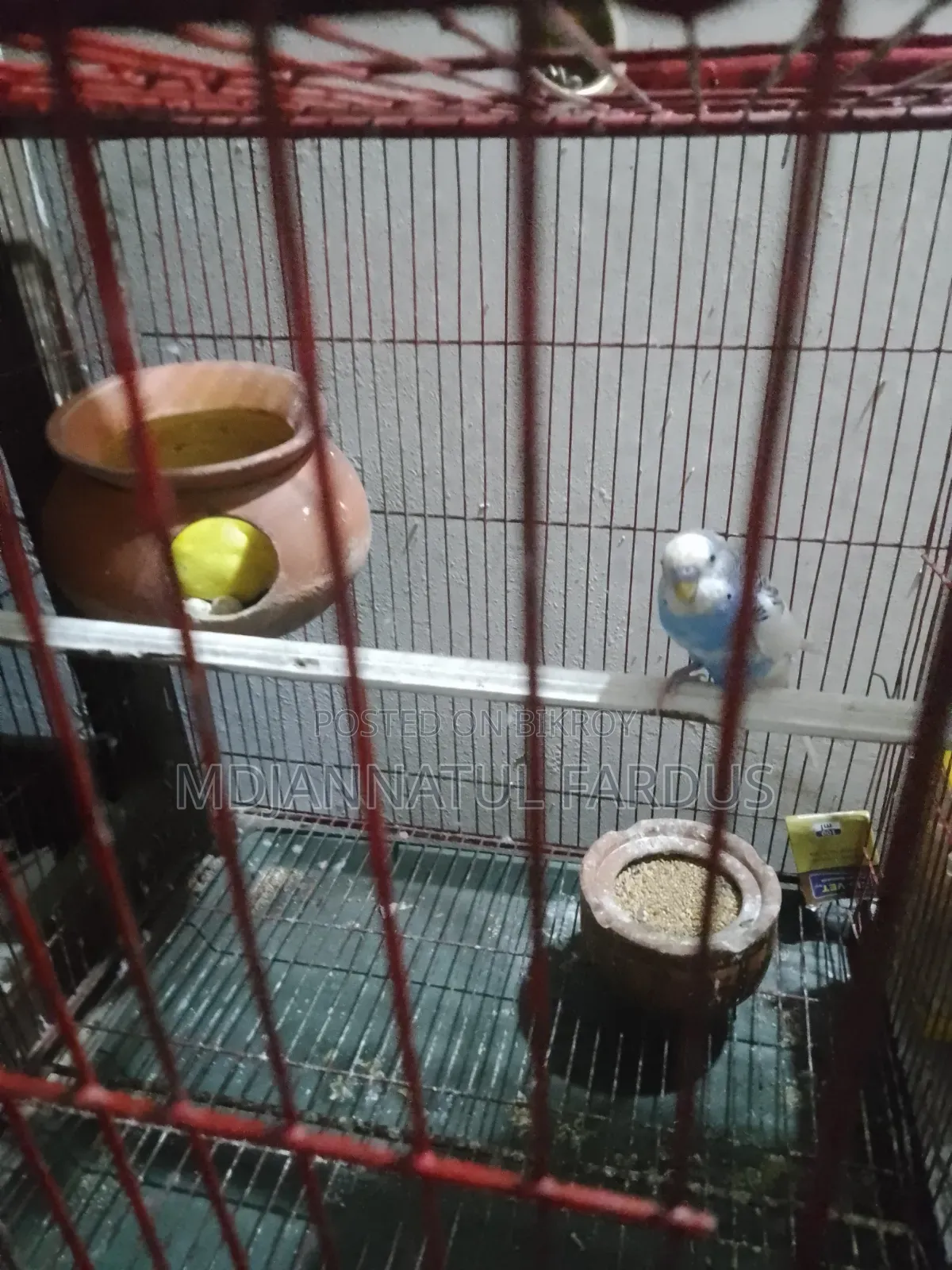 Lutino Budgies