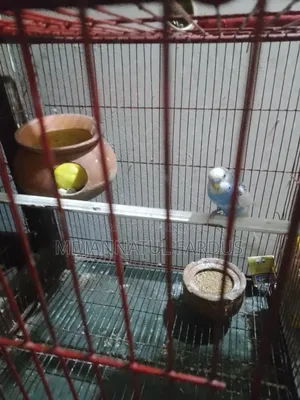 Lutino Budgies