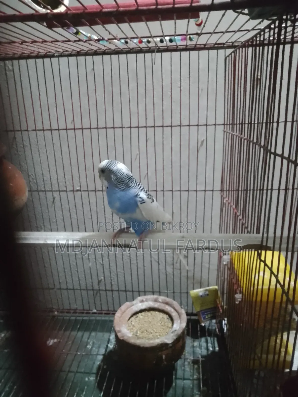 Lutino Budgies
