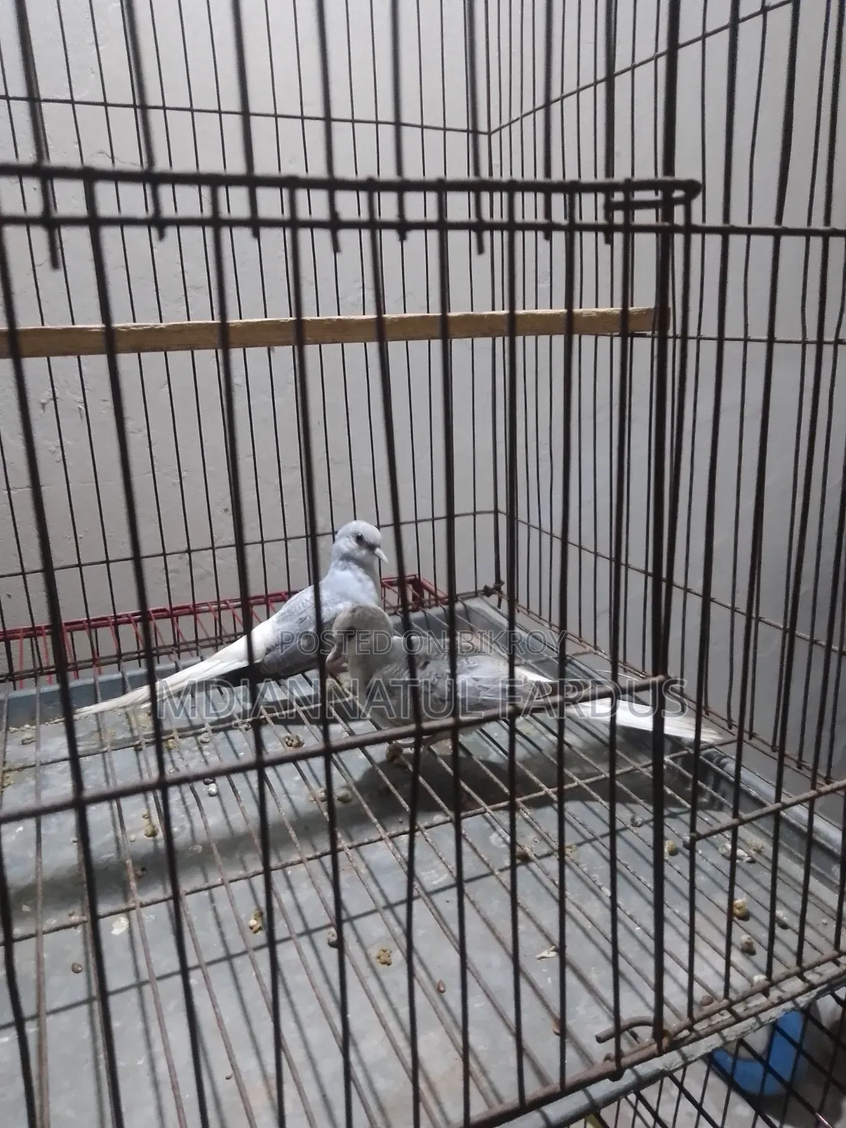 Lutino Budgies