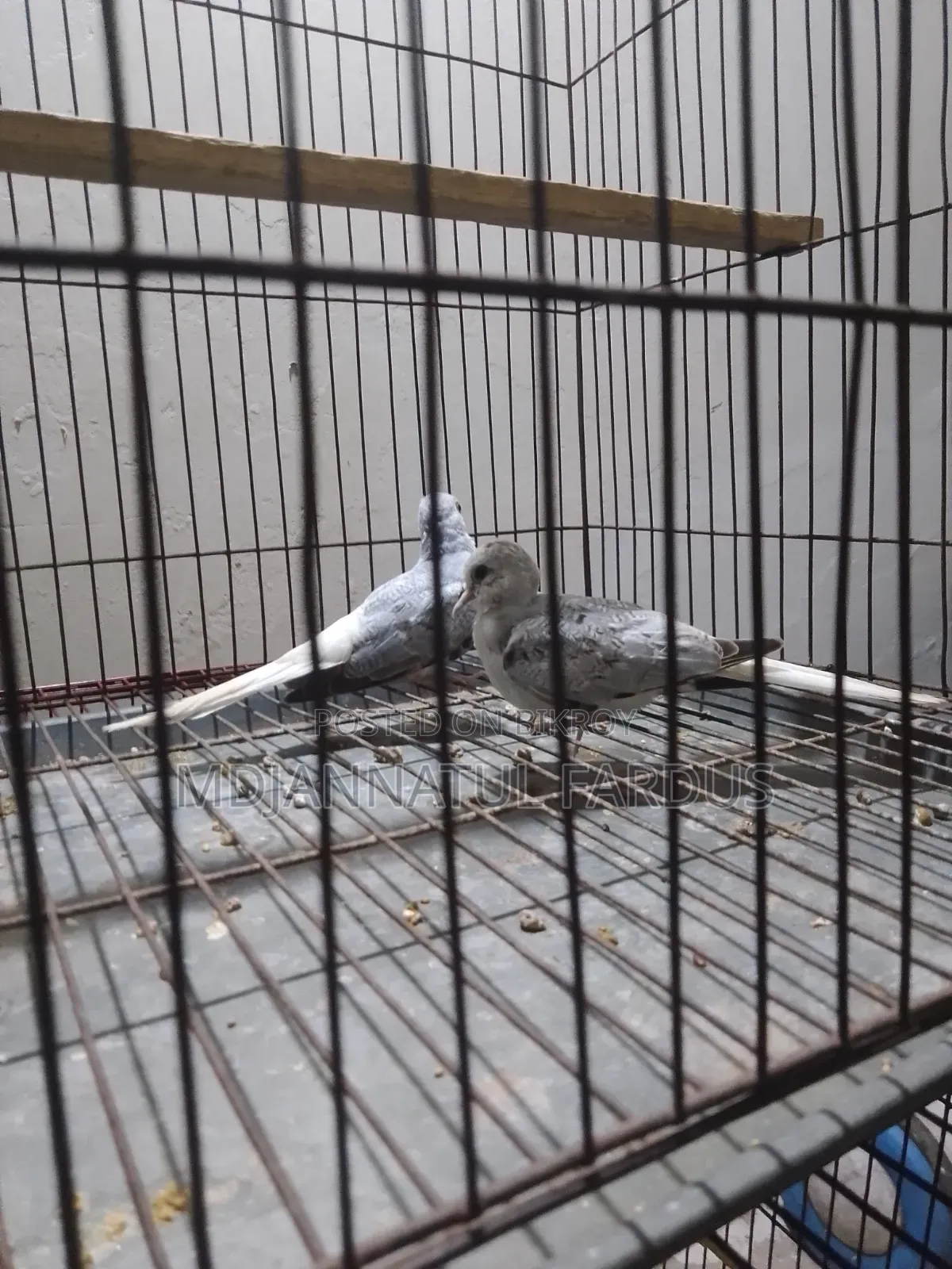 Lutino Budgies