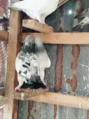 Sa Pigeon Loft