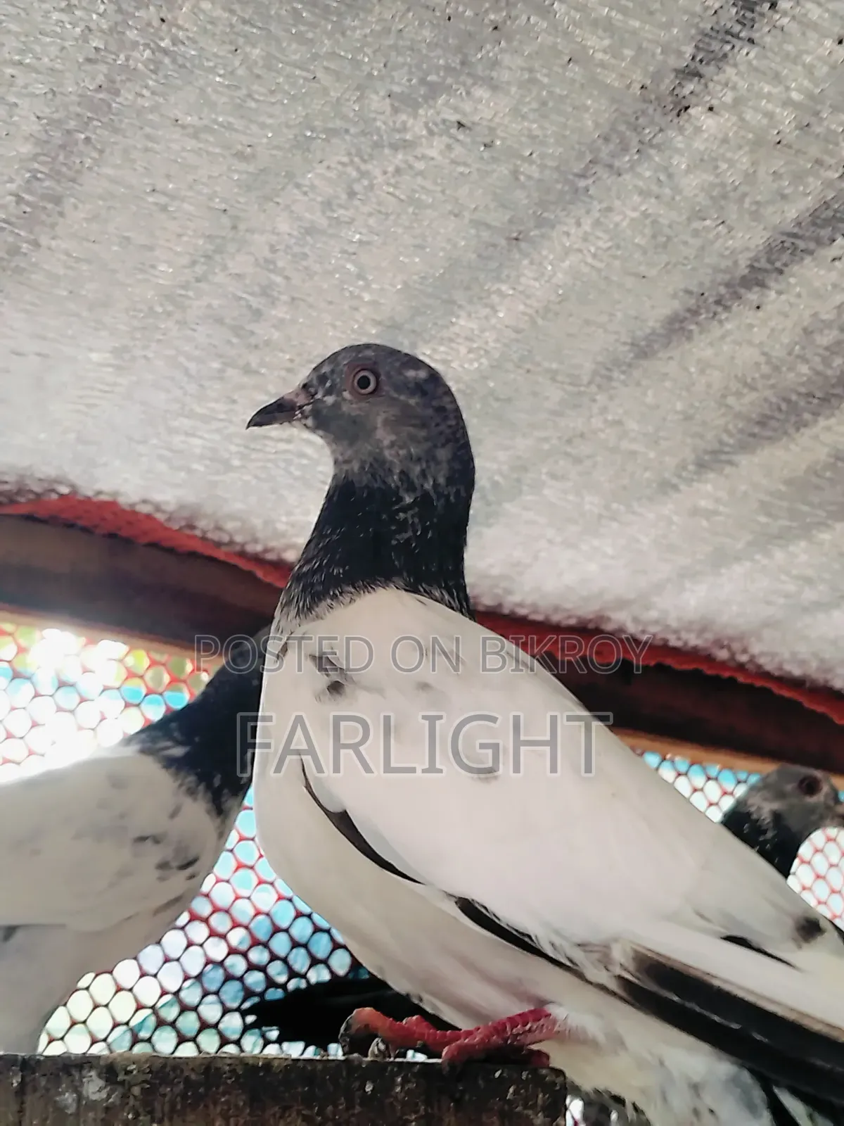 Sa Pigeon Loft
