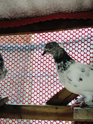 Sa Pigeon Loft