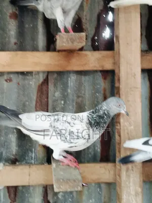 Sa Pigeon Loft