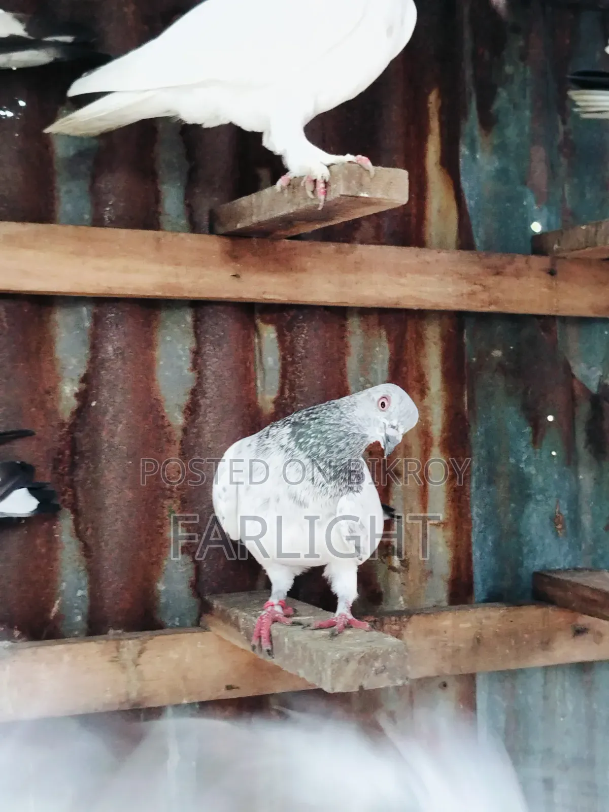 Sa Pigeon Loft
