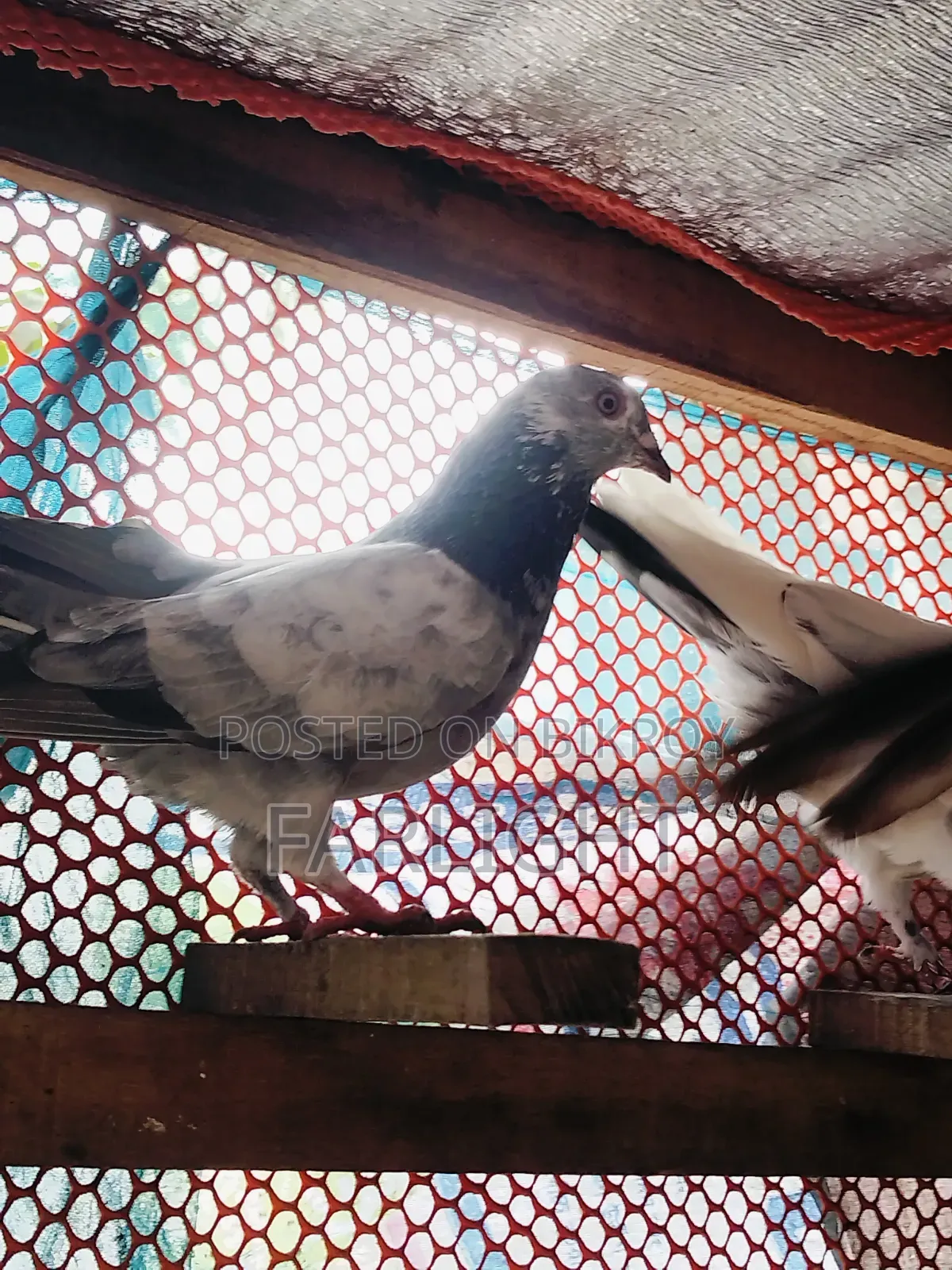Sa Pigeon Loft