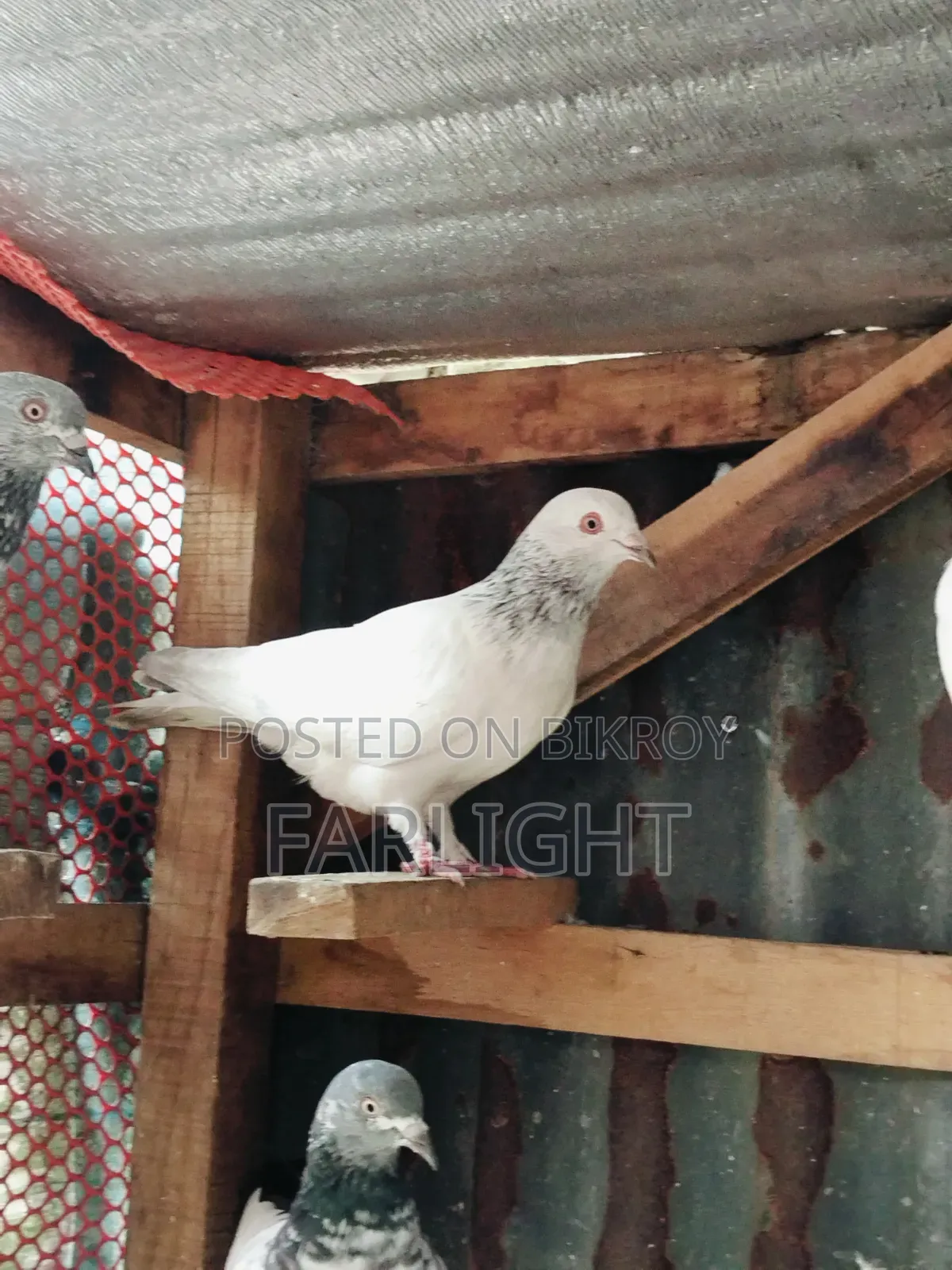 Sa Pigeon Loft