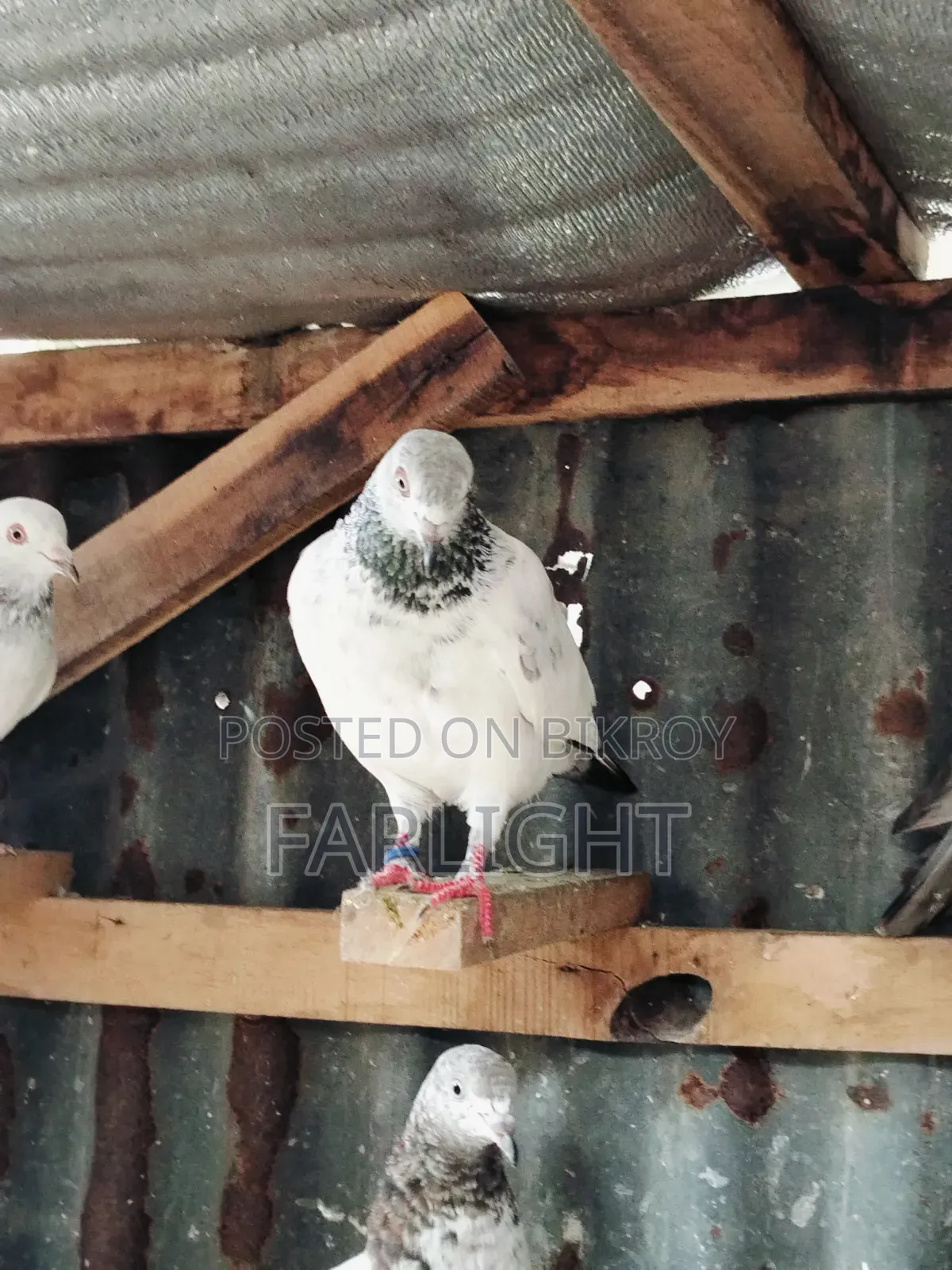 Sa Pigeon Loft