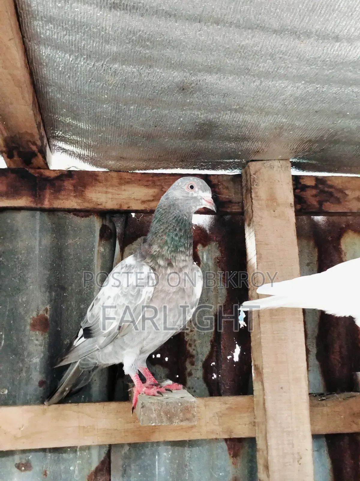 Sa Pigeon Loft