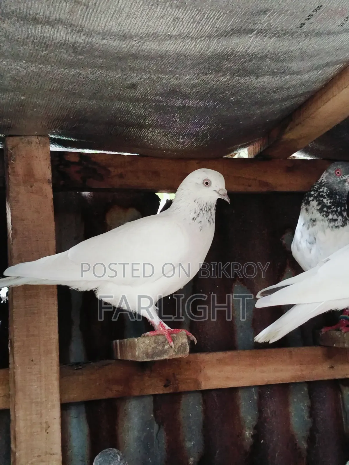 Sa Pigeon Loft