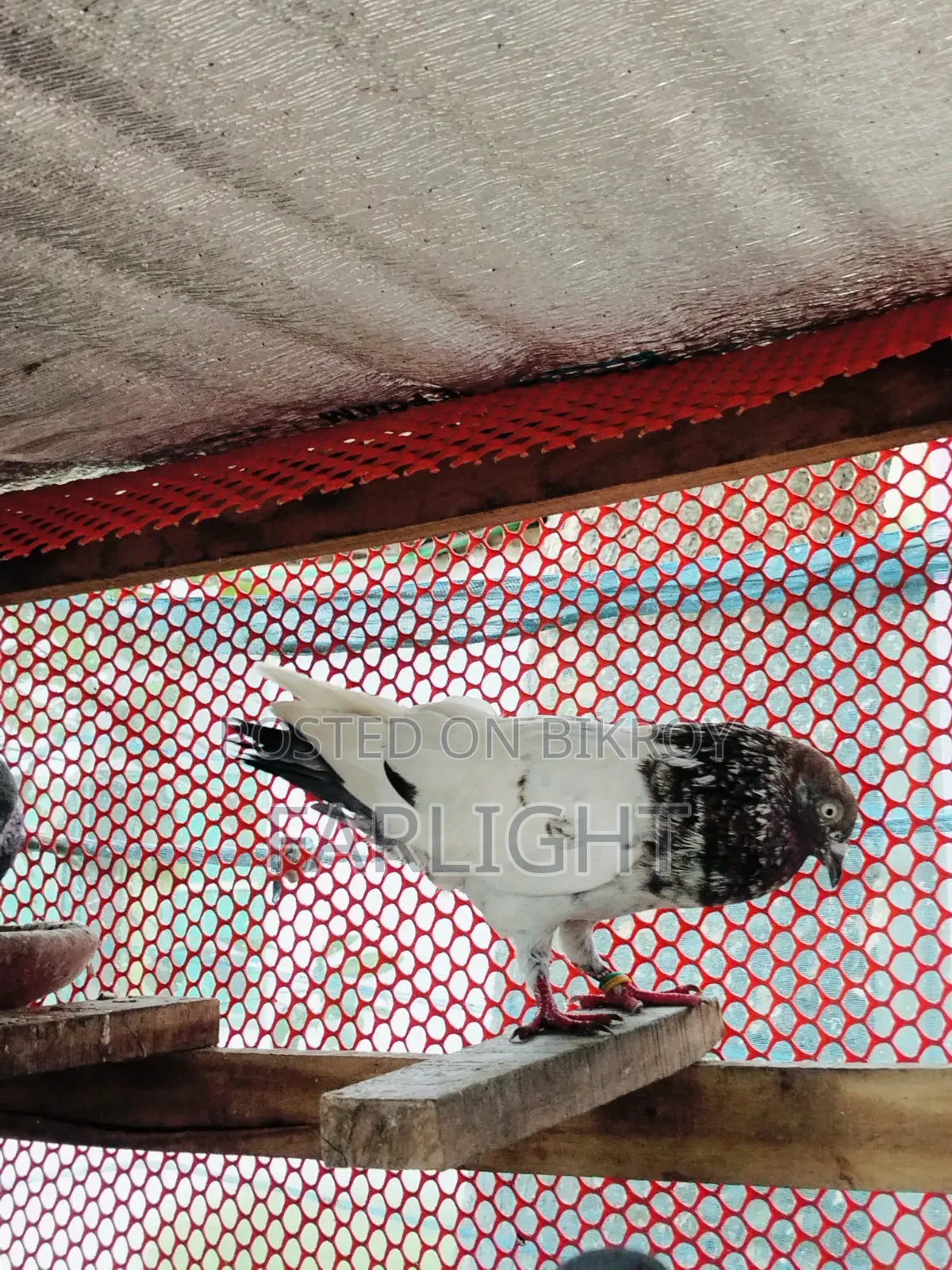 Sa Pigeon Loft