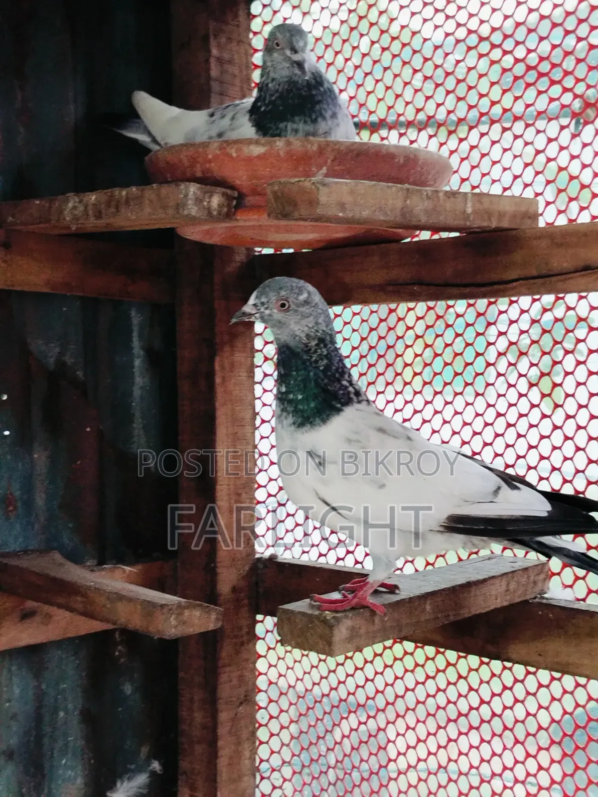 Sa Pigeon Loft
