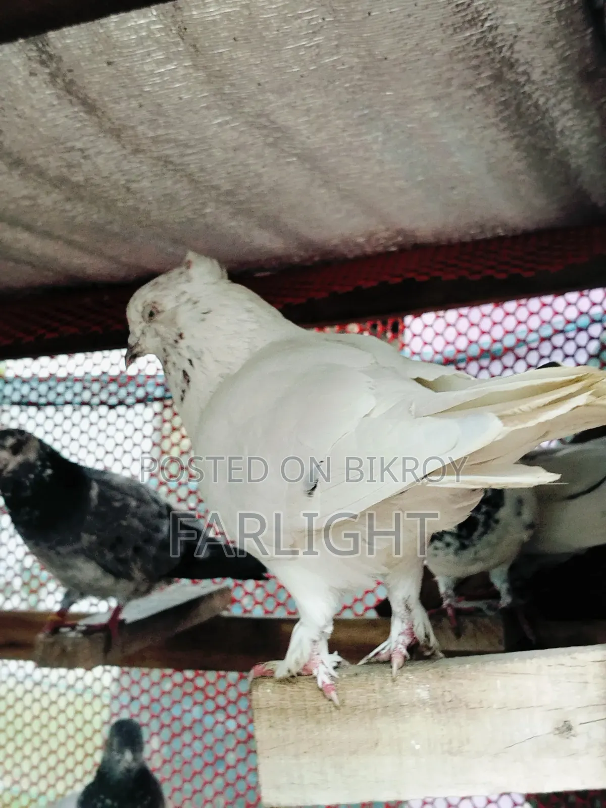 Sa Pigeon Loft