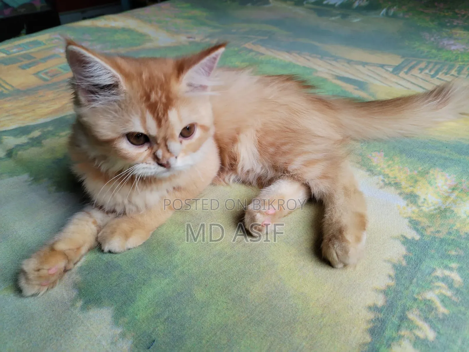 1-3 Months Female Purebred Persian Cat