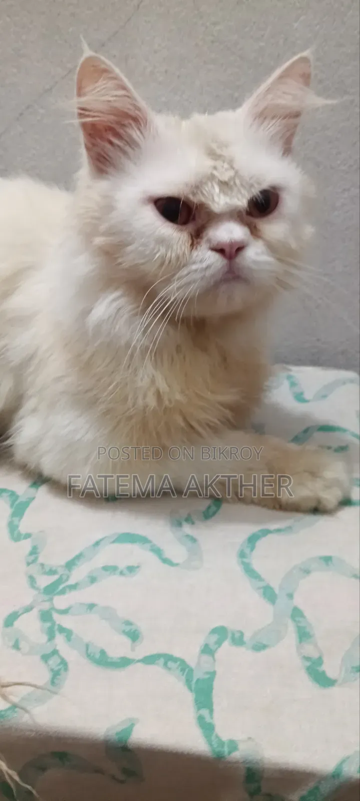 6-12 months Male Purebred Persian
